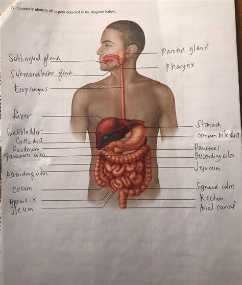 organ of the digestive system and endocrine system of vertebrates. . Identify the highlighted structure digestive system